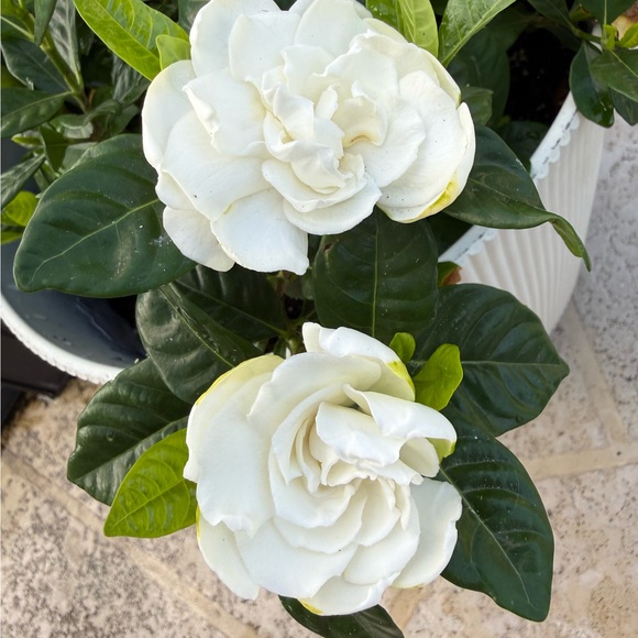 jodi821
